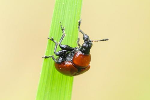Attelabus nitens